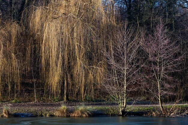 Beautiful shot of a lake with trees in Maksimir Forest Park in Zagreb, Croatia at daytime