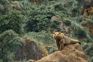 Free photo beautiful shot of a large brown bear sitting on a rock in a forest