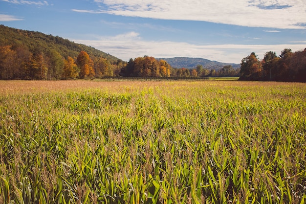 Beautiful shot of a large cornfield during the spring