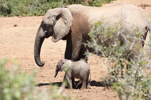 Beautiful shot of a large elephant and a baby elephant walking in a dry field