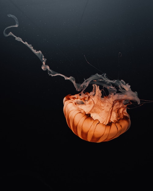 Free photo beautiful shot of a large orange jellyfish floating in the depths of the dark ocean