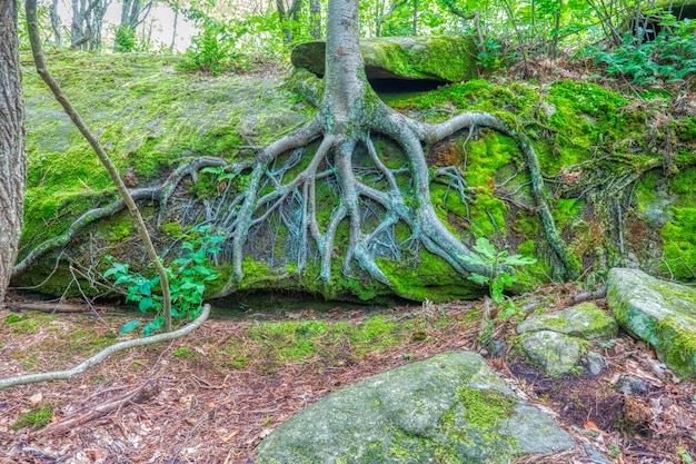 Красивая съемка большого дерева с корнями видимыми на крутом холме в лесу