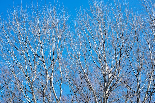青い空と葉のない木の美しいショット
