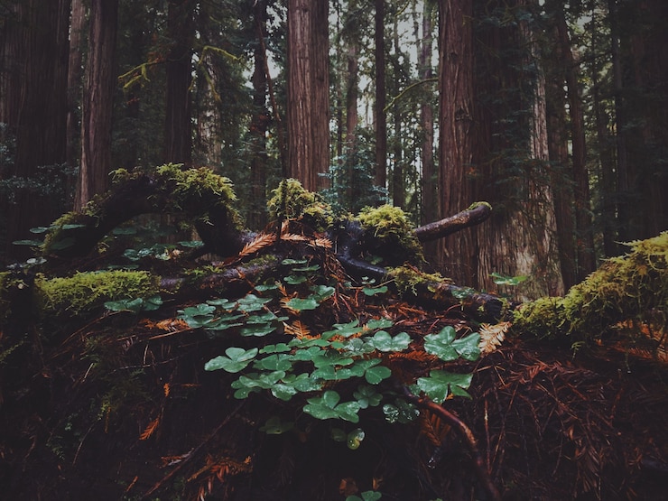 Free Photo beautiful shot of leaves in the forest with moss growing on them on a rainy day