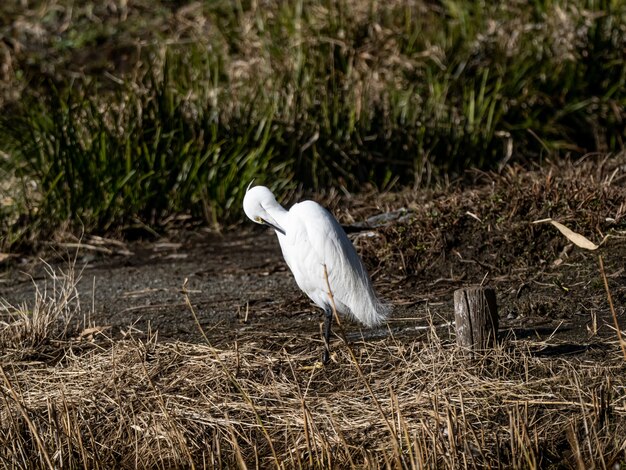 Beautiful shot of Little egret in Izumi forest in Yamato, Japan