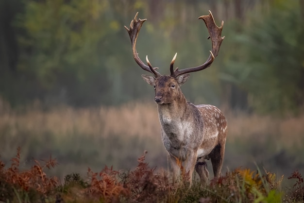 Lonely Elk with Long Horns in the Forest – Free Stock Photo for Download