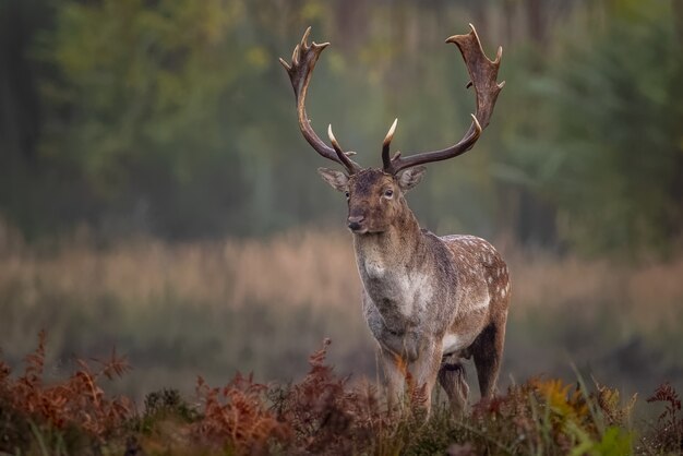 Beautiful shot of a lonely elk with long horns in the forest on a blurred