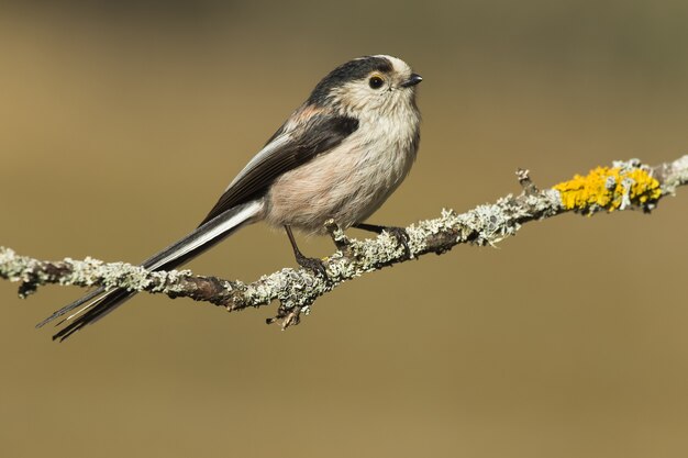 Free photo beautiful shot of long-tailed tit (aegithalos caudatus) on a branch of a tree