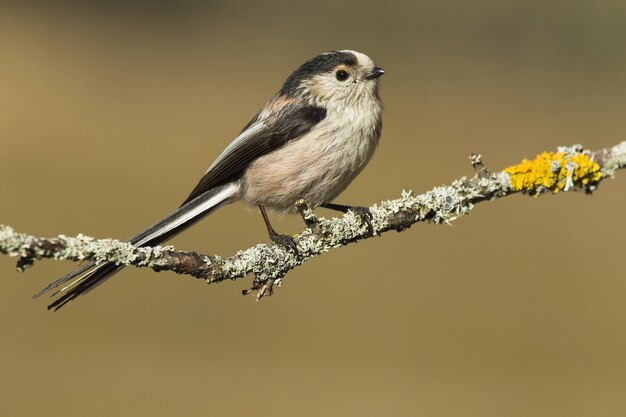 Beautiful shot of Long-tailed tit (Aegithalos caudatus) on a branch of a tree