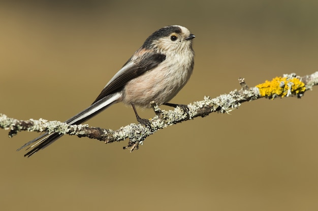 Beautiful shot of Long-tailed tit (Aegithalos caudatus) on a branch of a tree