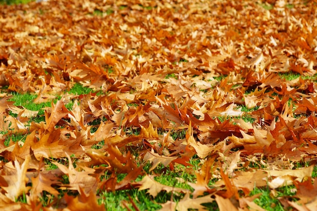 Beautiful shot of a lot of fallen dry maple leaves