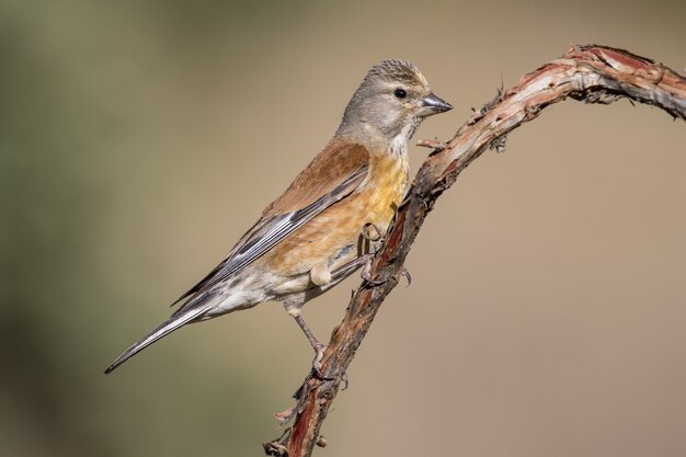 Beautiful shot of a male common Linnet (Linaria cannabina) on a branch of a tree