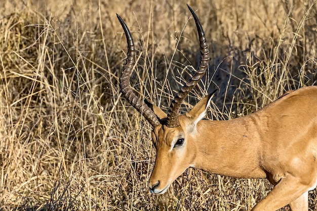 Beautiful shot of a male impala in the fields