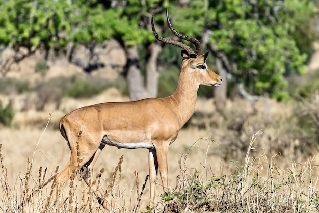 Foto gratuita bellissimo scatto di un impala maschio nei campi