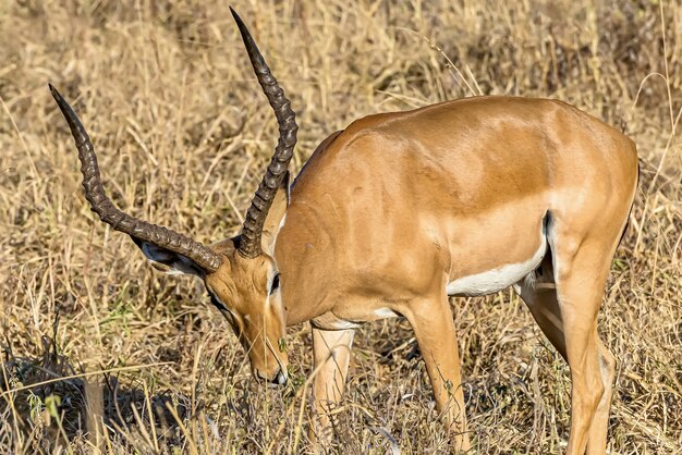 Beautiful shot of a male impala in the fields