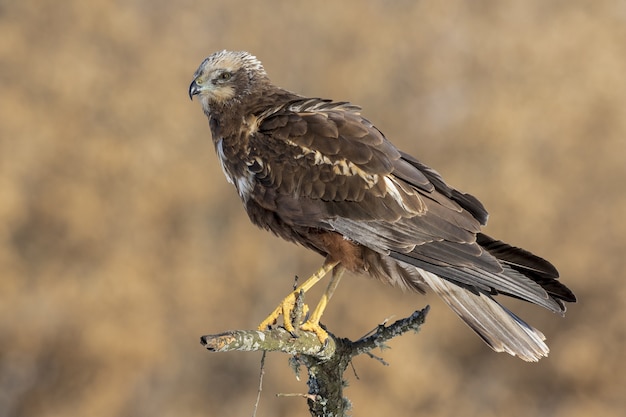 Beautiful shot of a male Marsh Harrier (Circus aeruginosus) perched on a wooden log