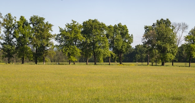 Beautiful shot of a meadow with trees in the surface
