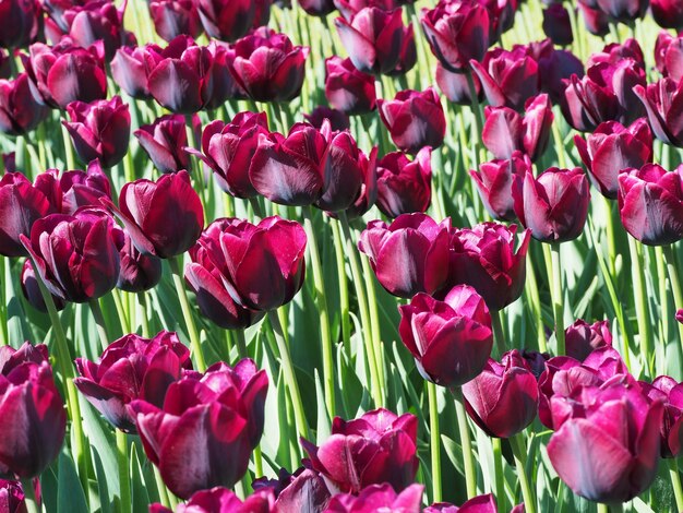 필드 한가운데에 매혹적인 Tulipa Sprengeri 꽃 식물의 아름다운 샷