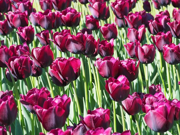 필드 한가운데에 매혹적인 Tulipa Sprengeri 꽃 식물의 아름다운 샷