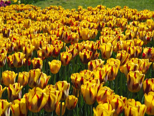 Beautiful shot of mesmerizing Tulipa Sprengeri flowering plants in the middle of the field
