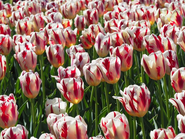 Beautiful shot of mesmerizing Tulipa Sprengeri flowering plants in the middle of the field