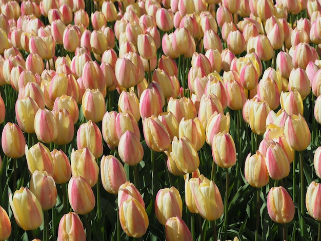 Beautiful shot of mesmerizing Tulipa Sprengeri flowering plants in the middle of the field