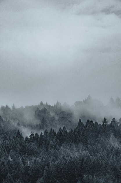 Beautiful shot of a misty and foggy mysterious forest