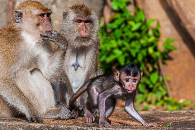 Beautiful shot of a monkey family with mother, father and baby monkeys