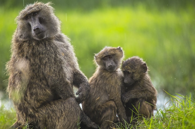 Красивый снимок обезьян на траве в сафари Накуру в Кении
