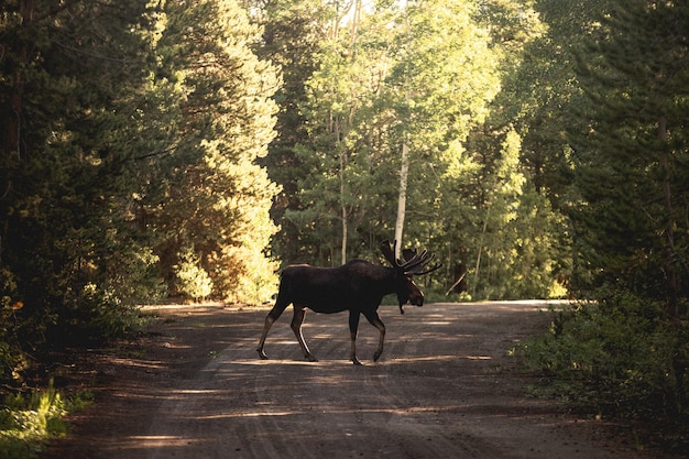 Beautiful shot of a moose or elk on a road near the woods
