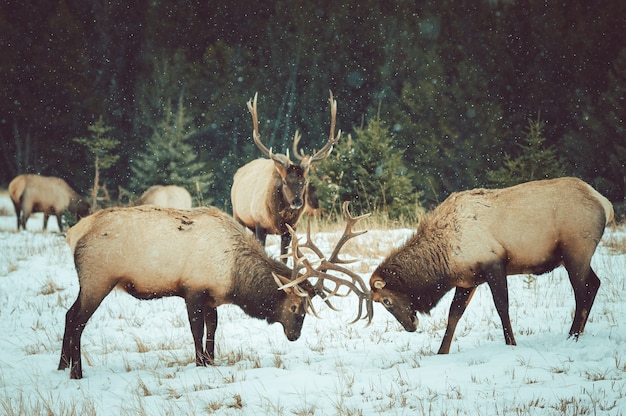 Beautiful shot of moose fighting with their horns in the snow