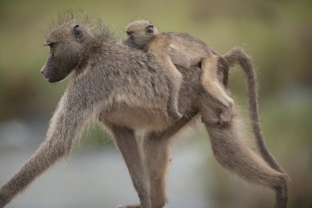 Foto gratuita bellissimo scatto di una madre babbuino con il suo bambino a cavallo sulla schiena