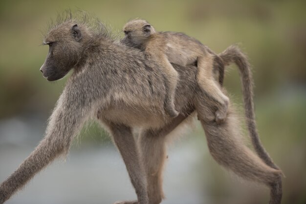 Beautiful shot of a mother baboon with her baby riding on her back