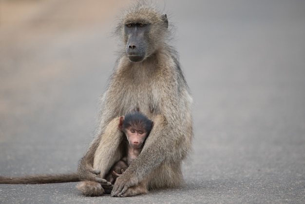 道路に座っている母親と赤ちゃんヒヒの美しいショット
