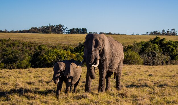 Beautiful shot of a mother and baby elephant in a field