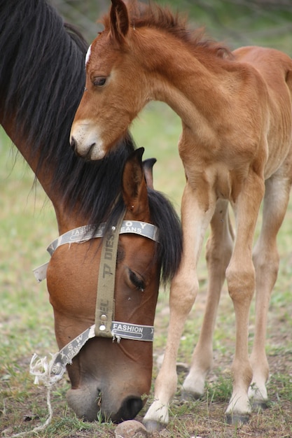 Beautiful shot of the mother horse and the baby horse in the field