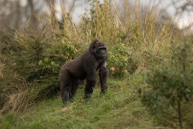 Красивый снимок горной гориллы