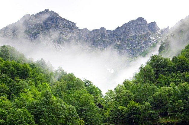 Beautiful shot of mountains and forests in Switzerland