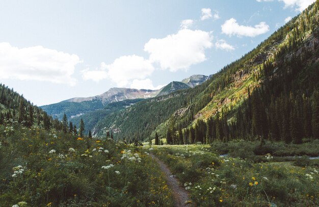 Beautiful shot of a narrow pathway in the middle of a grassy field with trees and flowers