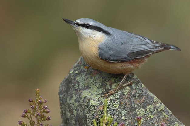 Beautiful shot of a Nuthatch bird perched on a stone in the forest