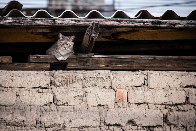 무료 사진 지붕 아래 숨어있는 고양이의 아름다운 샷