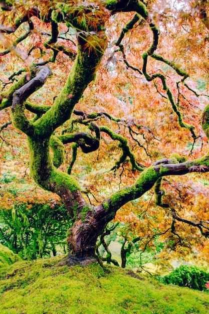 Бесплатное фото Красивый выстрел из пышного дерева с удивительными разноцветными листьями на вершине крутого зеленого холма