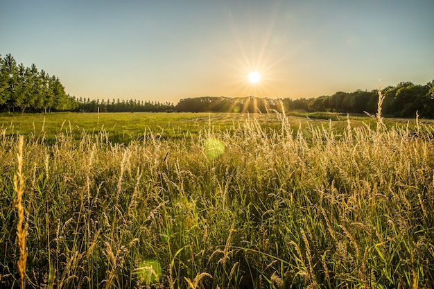 Бесплатное фото Красивый снимок травянистого поля и деревьев вдалеке с солнцем, сияющим в небе
