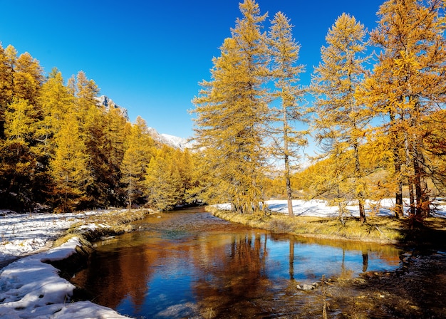Красивый снимок речки, протекающей через снежный лес с соснами в течение дня Бесплатные Фотографии