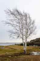 Бесплатное фото Красивый снимок дерева с голыми ветвями и озера на заднем плане