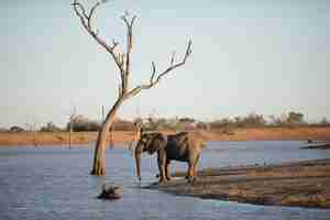 무료 사진 호수에 서있는 아프리카 코끼리의 아름 다운 샷