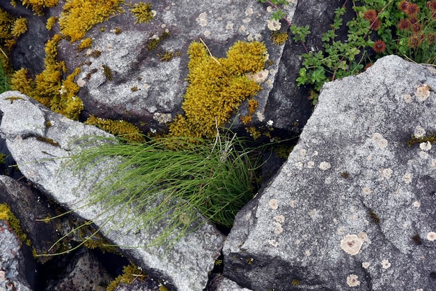 Бесплатное фото Красивый снимок травы и мха на камнях