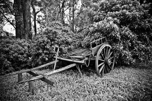 白と黒の木の近くの古い壊れた馬車の美しいショット