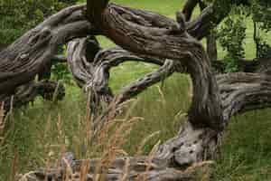 Free photo beautiful shot of an old tree on a grass field