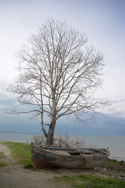 Beautiful shot of an old wooden boat under the bare tree near the ocean